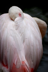 Sleep flamingo