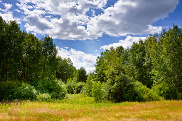 Summer landscape with clouds and trees