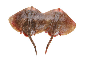 Fresh ray fish isolated on white background © zcy