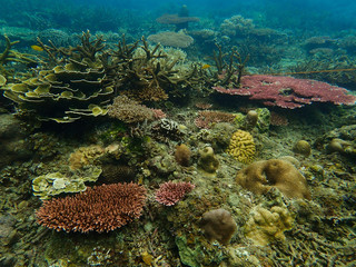 Naklejka na ściany i meble Beautiful coral found at coral reef area at tioman island, Malaysia