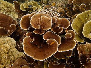Beautiful coral found at coral reef area at tioman island, Malaysia