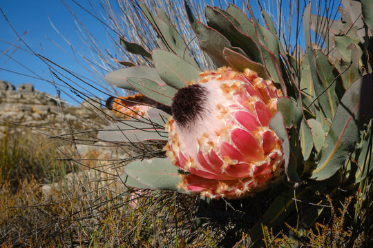 Close up of queen protea (aka protea magnifica) in bloom in the Cederberg mountains of the Western Cape, South Africa.
