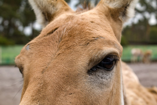 Turkmenian kulan Equus hemionus kulan , kulan's eye