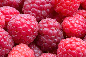 large berries of ripe fresh red raspberries as a grocery background