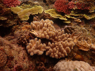 Beautiful coral found at coral reef area at tioman island, Malaysia