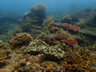 Beautiful coral found at coral reef area at tioman island, Malaysia