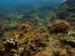 Beautiful coral found at coral reef area at tioman island, Malaysia