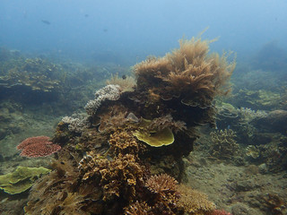 Fototapeta na wymiar Beautiful coral found at coral reef area at tioman island, Malaysia