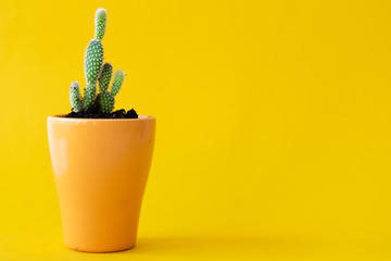 Potted house plant over a yellow bright background