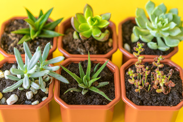 Succulent house plant small sprouts on a yellow background