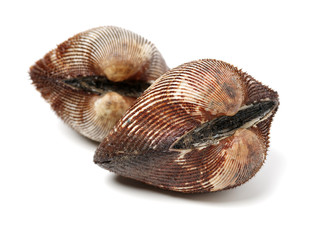 scapharca subcrenata on white background