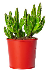 Succulent in pot isolated on white background