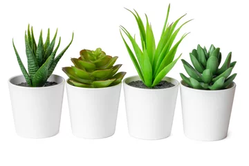 Poster Pots with succulent plants isolated on white background © fotofabrika