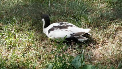 Der Säbelschnäbler (Recurvirostra avosetta)