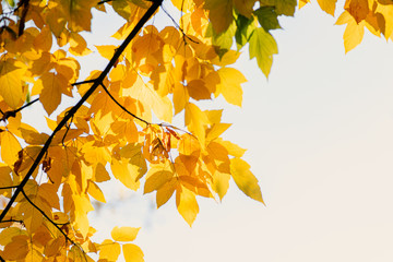 Fresh yellow fall tree foliage on bokeh background with sparkles and sun beams