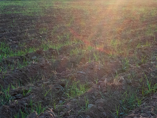 Furrows and young sprouts of wheat in the agricultural field