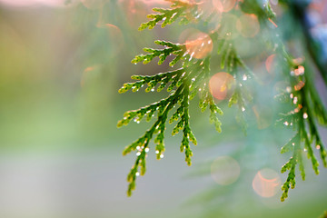 Abstraction in Nature