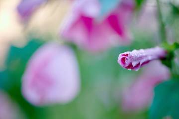 Abstraction in Nature