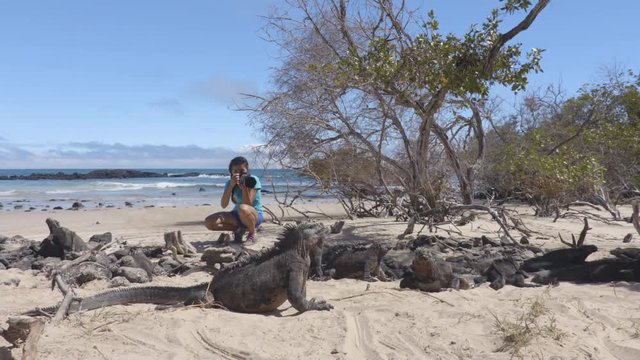 Ecotourism tourist videographer taking wildlife videos on Galapagos Islands of famous marine iguanas. Focus on marine iguana. Woman taking pictures on Isabela island in Puerto Villamil Beach.