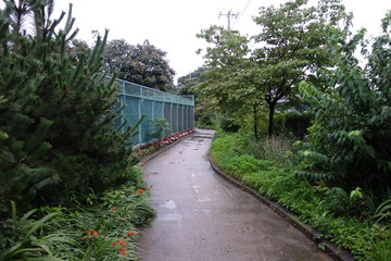 花の咲く道