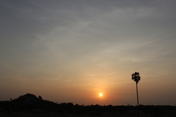 Indian sunset with tree evening