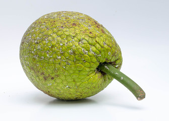 Green Breadfruit isolated