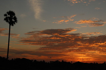 Indian sunset with tree evening