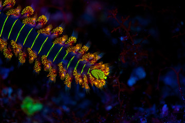 The bearded fireworm fluorescence, Hermodice carunculata is a type of marine bristleworm belonging to the Amphinomidae family, native to the tropical Atlantic Ocean and the Mediterranean Sea.