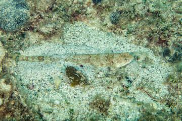Obraz na płótnie Canvas The Atlantic lizardfish, Synodus saurus, is a species of lizardfish that primarily lives in the Eastern Atlantic