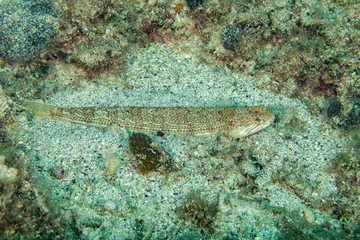 The Atlantic lizardfish, Synodus saurus, is a species of lizardfish that primarily lives in the Eastern Atlantic