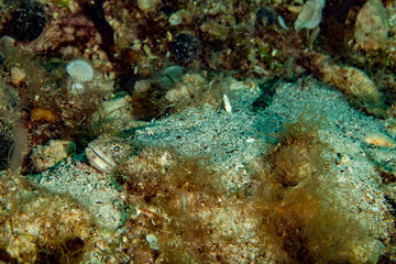 Fototapeta na wymiar The Atlantic lizardfish, Synodus saurus, is a species of lizardfish that primarily lives in the Eastern Atlantic