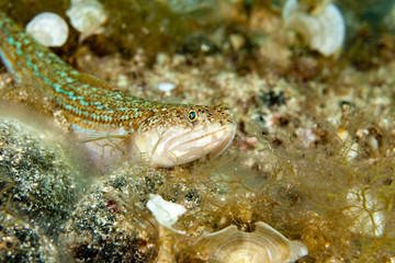 The Atlantic lizardfish, Synodus saurus, is a species of lizardfish that primarily lives in the Eastern Atlantic