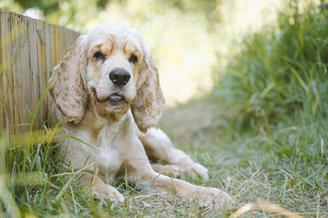 Cocker Spaniel sits in the thick green grass with his tongue sticking out. Cocker Spaniel Breed Portrait. 