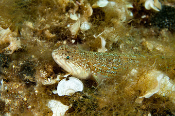 The Atlantic lizardfish, Synodus saurus, is a species of lizardfish that primarily lives in the Eastern Atlantic