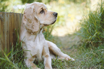 Cocker Spaniel sits in the thick green grass with his tongue sticking out. Cocker Spaniel Breed...