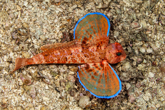 Streaked gurnard, Trigloporus lastoviza, Dalmatia, Croatia