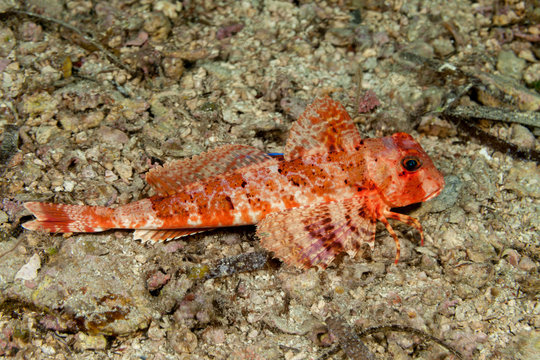 Streaked gurnard, Trigloporus lastoviza, Dalmatia, Croatia