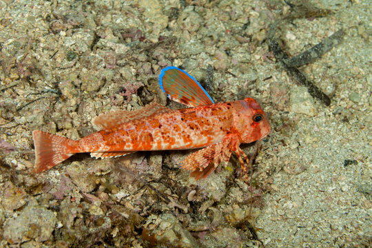 Streaked gurnard, Trigloporus lastoviza, Dalmatia, Croatia