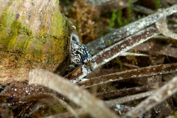 Giant tun, is a species of marine gastropod mollusc in the family Tonnidae also known as the tun shells, Tonna galea