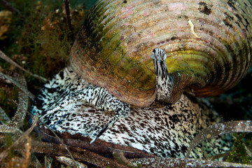 Giant tun, is a species of marine gastropod mollusc in the family Tonnidae also known as the tun shells, Tonna galea
