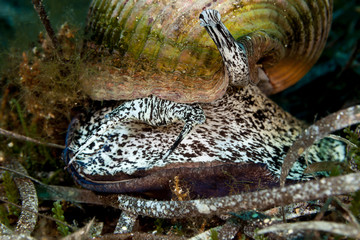 Giant tun, is a species of marine gastropod mollusc in the family Tonnidae also known as the tun shells, Tonna galea