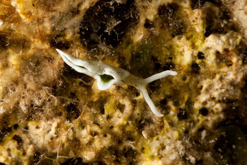 Elysia timida is a species of sacoglossan sea slug, a marine opisthobranch gastropod mollusk