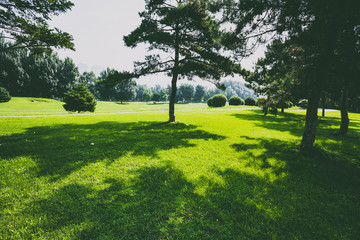 Lawn and trees in the park