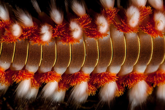 The bearded fireworm (Hermodice carunculata) is a type of marine bristleworm belonging to the Amphinomidae family, native to the tropical Atlantic Ocean and the Mediterranean Sea.