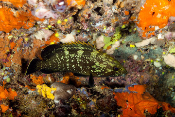 Dusky grouper, the yellowbelly rock cod or yellowbelly grouper, Epinephelus marginatus