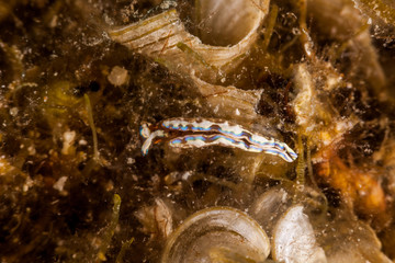 Sapsucking Slug,Hope's Elysia, Thuridilla hopei