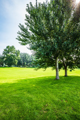Fototapeta na wymiar Lawn and trees in the park