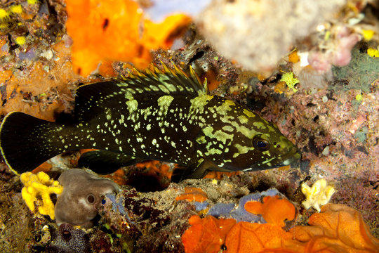 Dusky grouper, the yellowbelly rock cod or yellowbelly grouper, Epinephelus marginatus