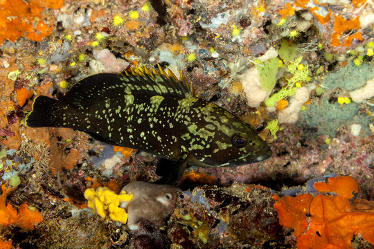 Dusky grouper, the yellowbelly rock cod or yellowbelly grouper, Epinephelus marginatus