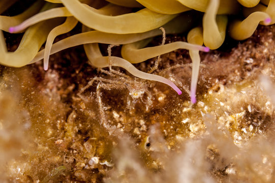 Spider crab, inachus phalangium and snakelocks anemone